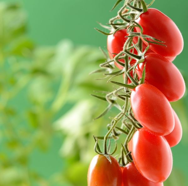 Luumutomaatti, Kirsikkatomaatti